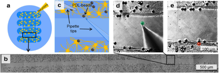 Neuronal network diagram, PDL-beads, pipette tips, microscopy images at 500 μm and 100 μm scales.