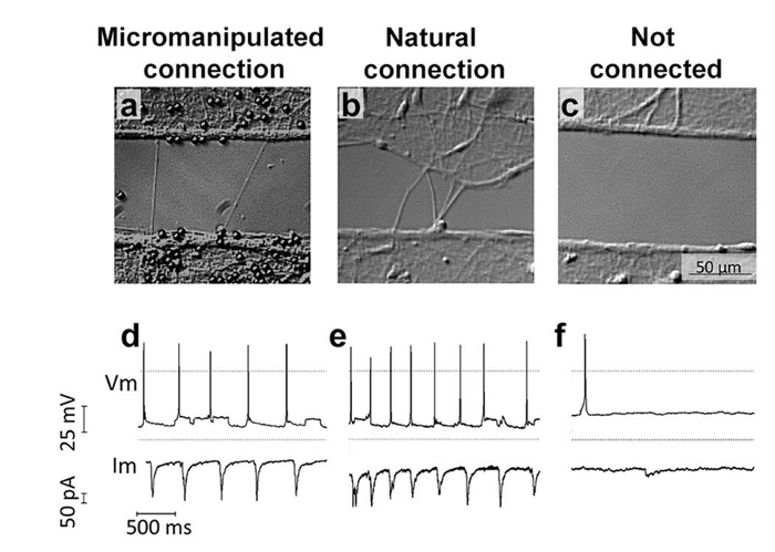 Micromanipulation connection types; voltage-current graph; biological experiment analysis.