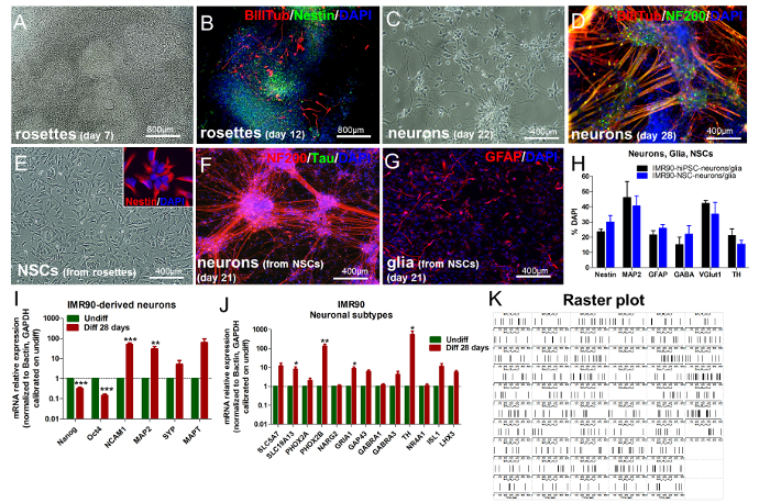 figure-results-3 Neural differentiation process; fluorescent microscopy of NSCs, neurons, glia; gene expression charts.
