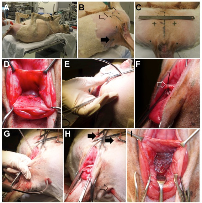 Surgical technique series; veterinary muscle and tissue repair; sterile procedure sequence.