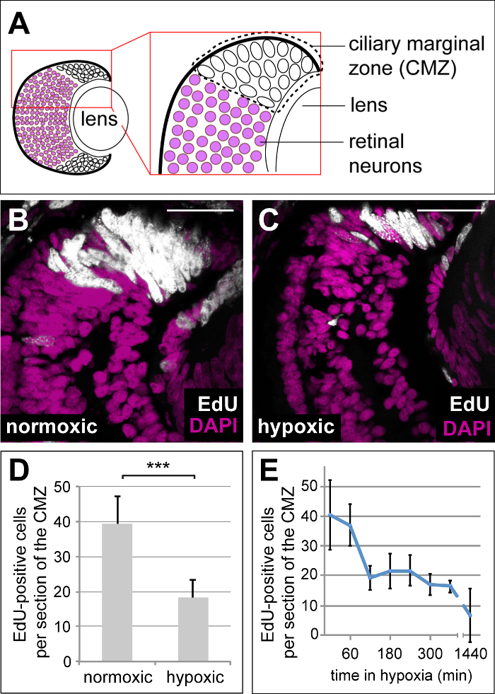 Induction of Hypoxia in Living Frog and Zebrafish Embryos