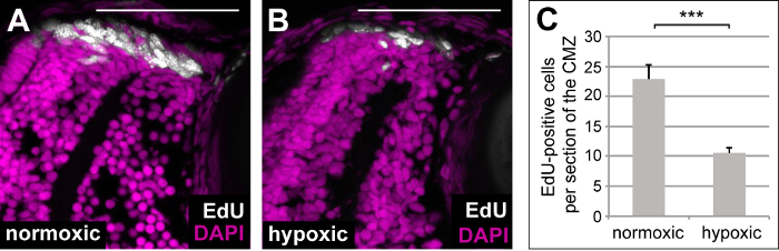 Induction of Hypoxia in Living Frog and Zebrafish Embryos
