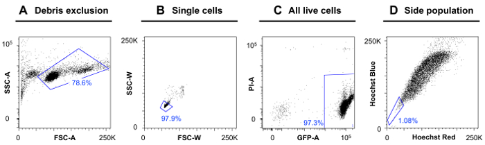 Flow cytometry charts of cell sorting: debris exclusion, single cells, live cells, side population.