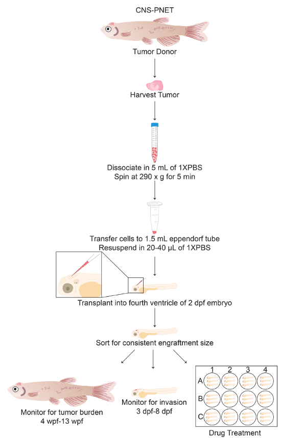 figure-results-1 肿瘤移植过程,CNS-PNET 研究示意图,涉及斑马鱼及药物处理。