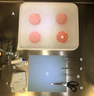 figure-results-1 Microbiology setup with agar plates on ice, dissection tools for bacterial culture analysis.