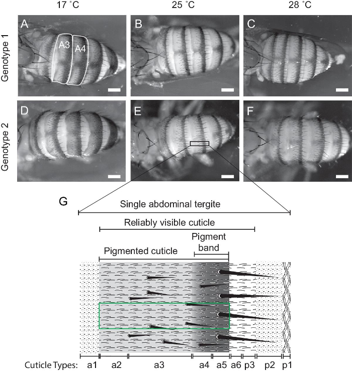 figure-results-1 Drosophila tergite pigmentation analysis diagram; genotype and temperature effects on cuticle banding.