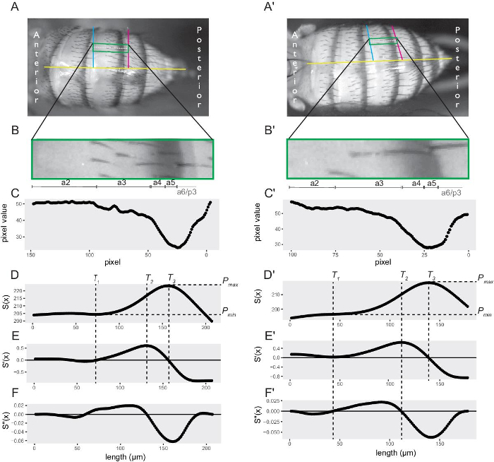 figure-results-2 Embryonic development pattern; pixel intensity graphs; anterior-posterior analysis; diagram.
