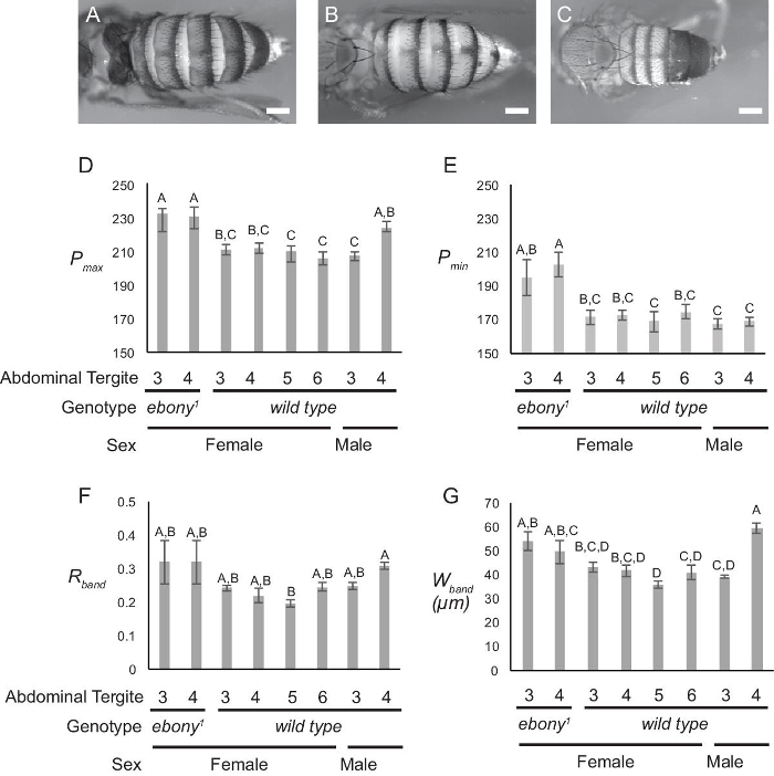 figure-results-4 <!- - Alt text: Drosophila tergite pattern analysis with genotype data; includes comparative bar charts. - ->