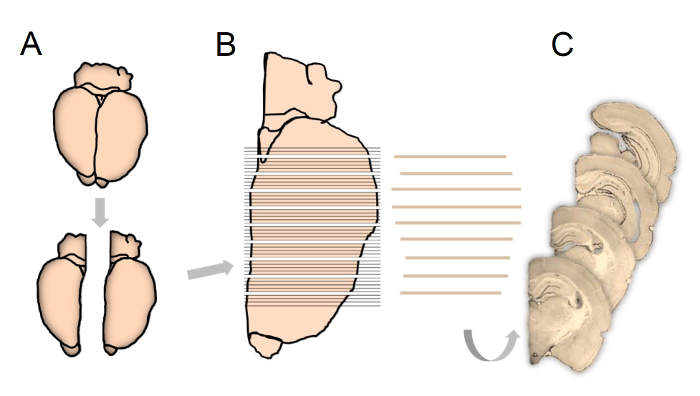 figure-protocol-11