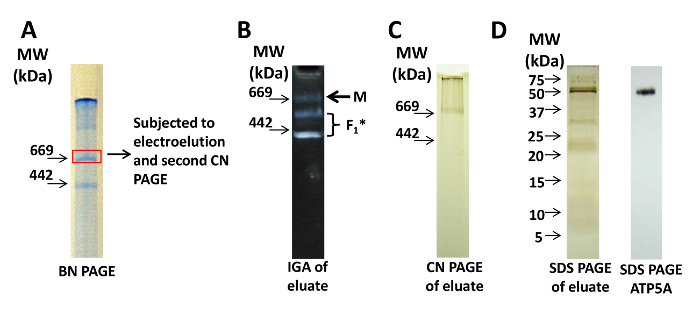 Electrophoresis diagrams showing BN PAGE, CN PAGE eluate, and SDS PAGE for protein analysis.