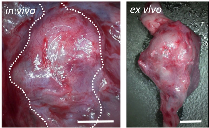 In vivo vs. ex vivo tissue comparison; microscopy image highlighting structural differences.