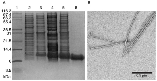 figure-protocol-1