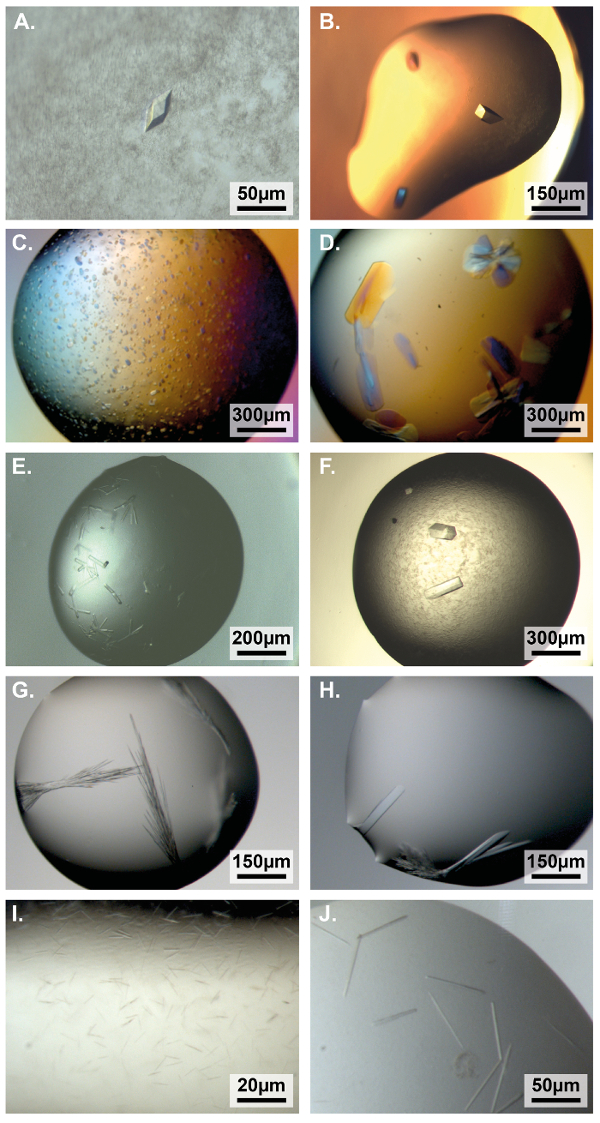 figure-results-6 Crystallization process diagram, microscope images of protein crystals at various magnifications.