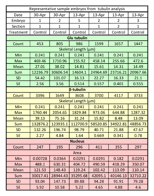 Tubulin analysis table with Glu and β-tubulin, nucleus data; embryonic skeletal length, area analysis.