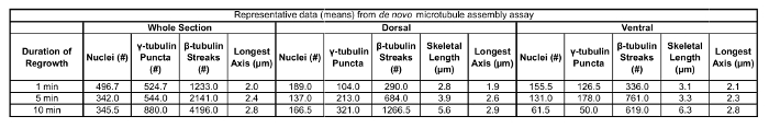 De novo microtubule assembly assay results table; duration effect on γ-tubulin and β-tubulin.
