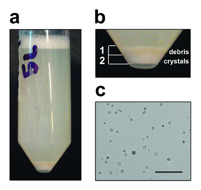 figure-protocol-1 Crystallization process; tube with crystal debris; microscopy of crystal structures; sediment analysis.