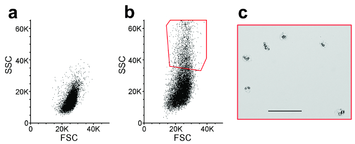 figure-protocol-2 Flow cytometry dot plots and microscopy; cell analysis, forward vs. side scatter, and cell morphology.