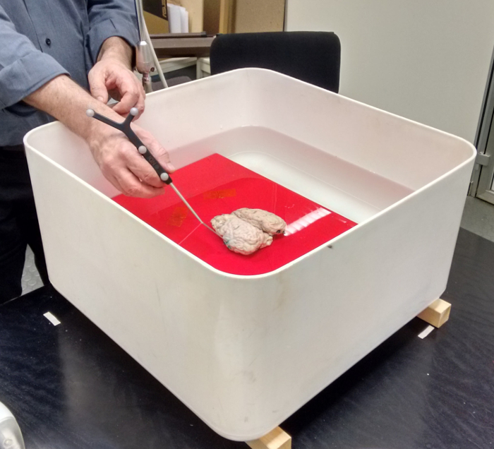 Brain buoyancy experiment with model brain in water tank, illustrating fluid dynamics principles.