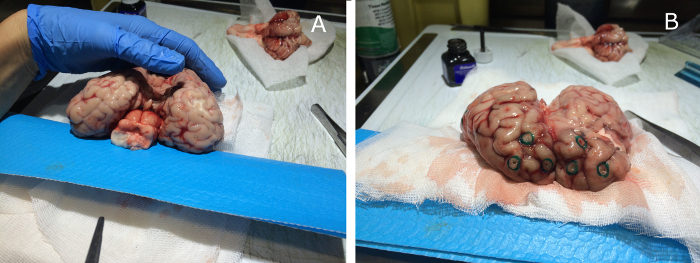 Dissection process of a sheep brain; anatomical study; comparative diagram; neuroscience research.