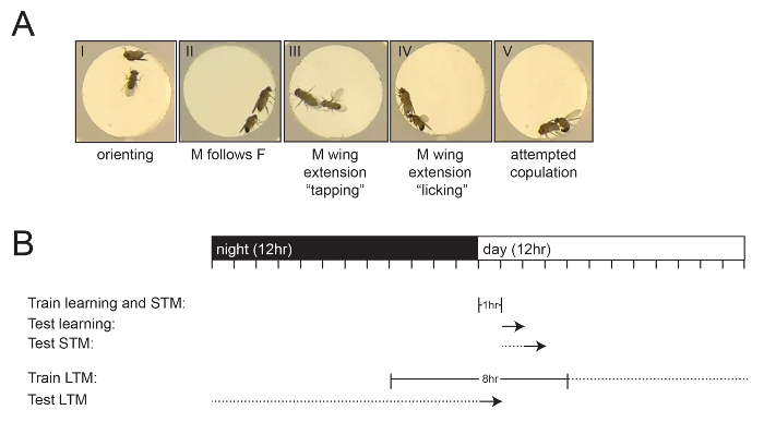 figure-results-1 Drosophila courtship behavior sequence; learning and memory test timeline; behavioral study diagram.