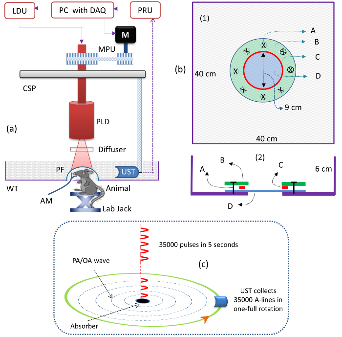 Ultrasound setup diagram with PA absorption, CSP, PLD, animal model, absorption wave analysis.