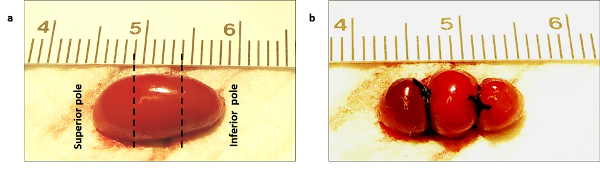 Tomato measurement and division diagram, showcasing superior and inferior poles, with scale for size.