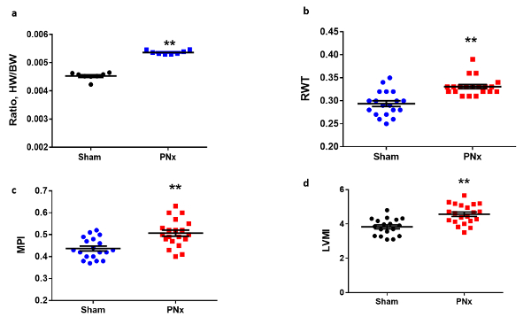 Cardiac parameter comparison; bar graphs; HW/BW, RWT, MPI, LVMI; post-surgery effects; PNx, Sham.