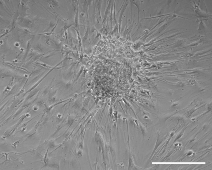 figure-results-1 Stem cell culture, microscope image, cell morphology, differentiation study, lab research.