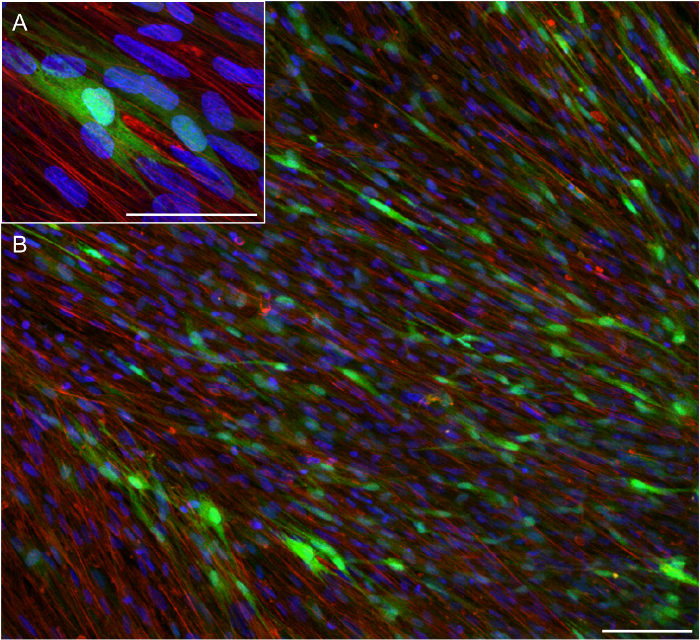 figure-results-2 Fluorescence microscopy of cell structure, showing DNA staining, cytoskeleton, cell distribution analysis.