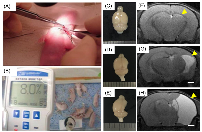 Surgical procedure on rodent. Oxygen monitoring experiment. Brain imaging comparison in diagram.