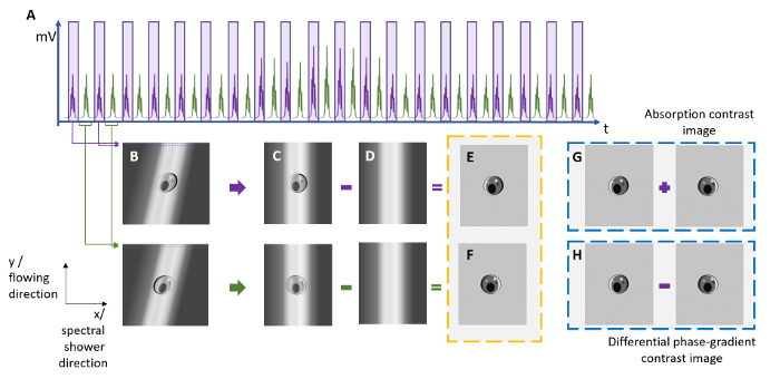 figure-protocol-2 Spectroscopy system diagram showing absorption contrast, phase-gradient contrast imaging for analysis.
