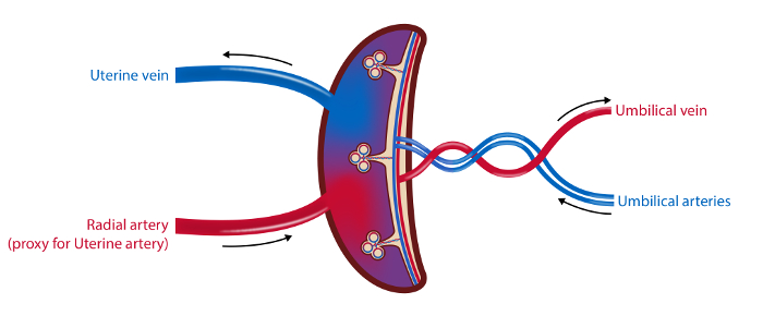 figure-protocol-2