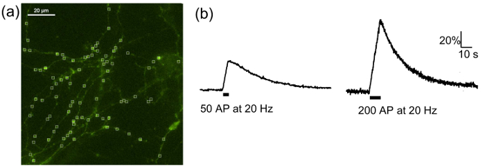 figure-results-1 Neural fluorescence microscopy and activity-induced fluorescence decay graph at 20 Hz stimulation.