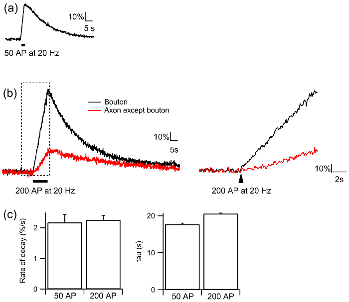 figure-results-2 Neuronal signal activity graphs illustrating bouton and axon response at 20 Hz; includes decay rate analysis.
