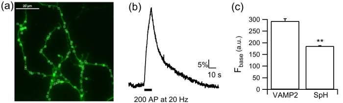 figure-results-3 Fluorescence microscopy, electrophysiology trace, and bar chart for neuron activity and protein analysis.