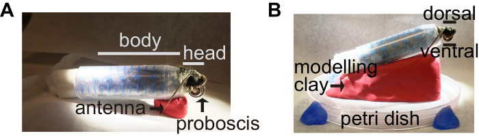 figure-protocol-1