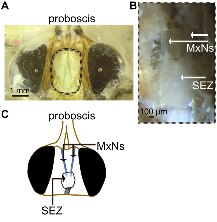 figure-protocol-3