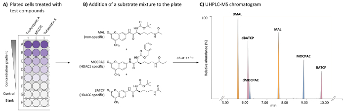 figure-introduction-1 Plated cell assay, test compound gradient, substrate addition, UHPLC-MS chromatogram results.