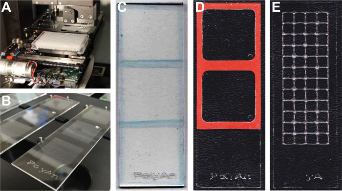Microarray setup with slides for DNA analysis; includes spectroscopy system and microfluidic devices.