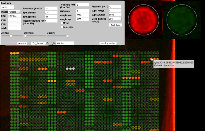 Microarray data analysis: fluorescent image of DNA hybridization with red and green signal spots.