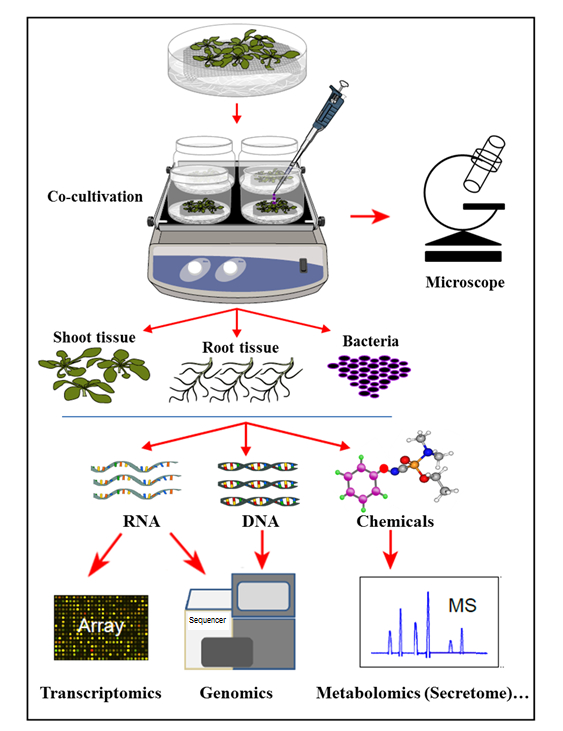 figure-introduction-1 Co-cultivation diagram showing plant-bacteria interaction; RNA, DNA, chemical analysis for research.