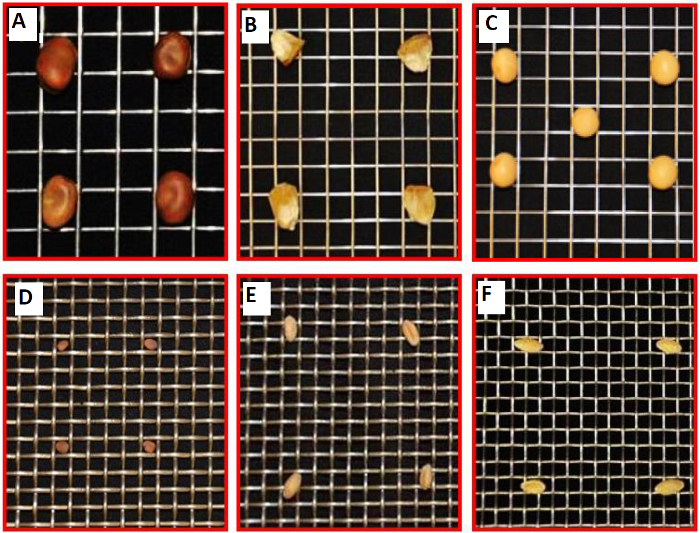 Seed dispersion experiment on grid; various seeds on grids A-F, illustrating distribution patterns.