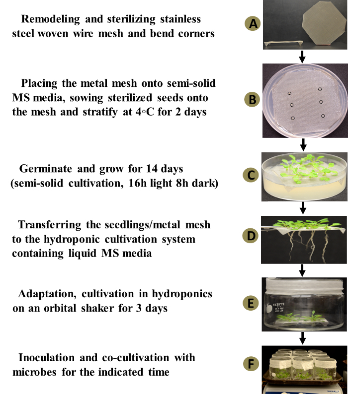 Hydroponic cultivation workflow with stainless steel mesh; seed stratification, germination, co-culture.