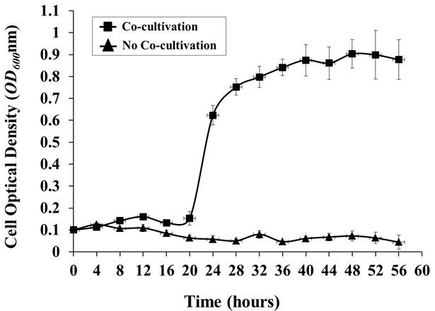Cell optical density growth, OD600, co-cultivation vs. no co-cultivation chart, 0-60 hours data.