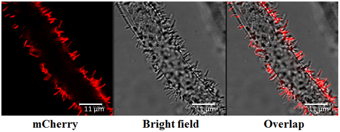 Fluorescence microscopy showing mCherry protein localization: mCherry, bright field, overlap images.