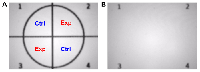 Static equilibrium diagram with control-experiment setup; quadrants labeled Ctrl (blue) and Exp (red).