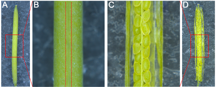 figure-results-1 Seed pod dissection diagram showing internal seed arrangement; microscopy analysis of plant structure.