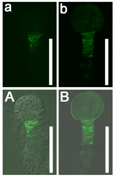figure-results-5 Fluorescence microscopy images displaying cellular growth patterns with scale bars in four panels.