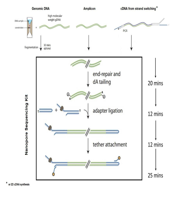 DNA sequencing process using nanopore kit; diagram of fragmentation, end-repair, adapter ligation.