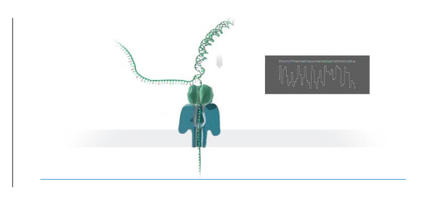 DNA transcription; diagram of RNA polymerase, mRNA synthesis, nucleotide sequence, genetic coding.